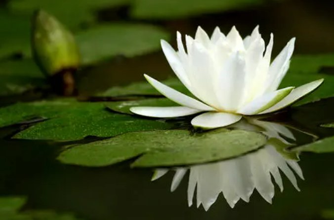 一方净土是什么意思？