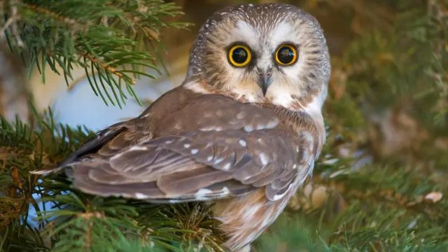 夜猫子是什么意思