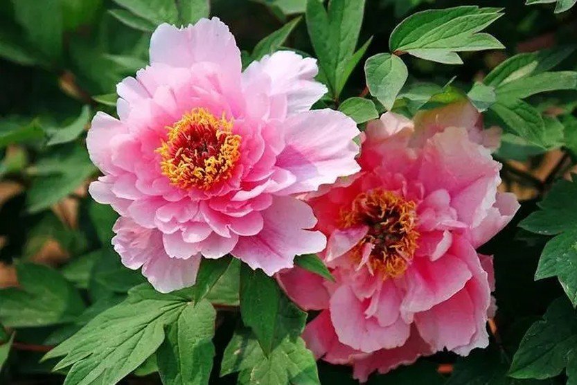 洛阳花梁园月 里的洛阳花指什么花