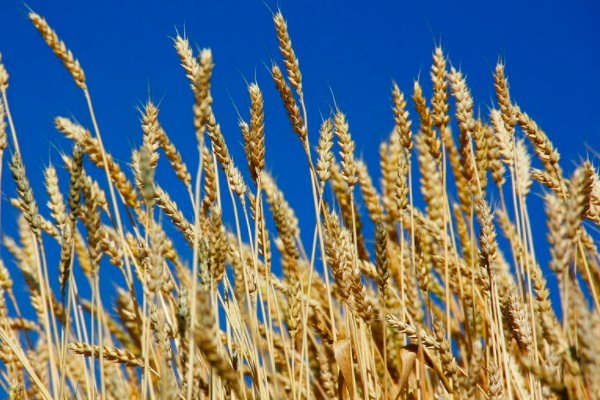 白杨树象征着一种什么精神?