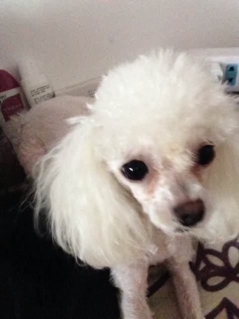 宠物果实的简介