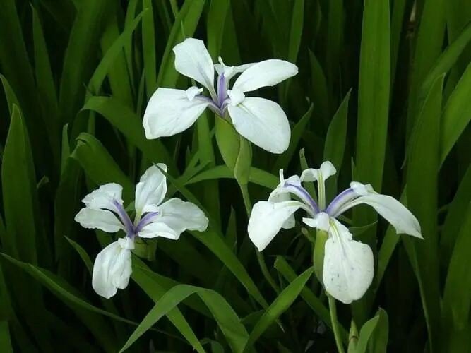 兰若是什么意思