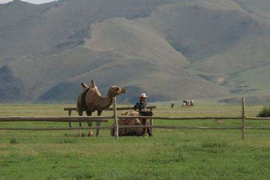 camel toe是什么意思？