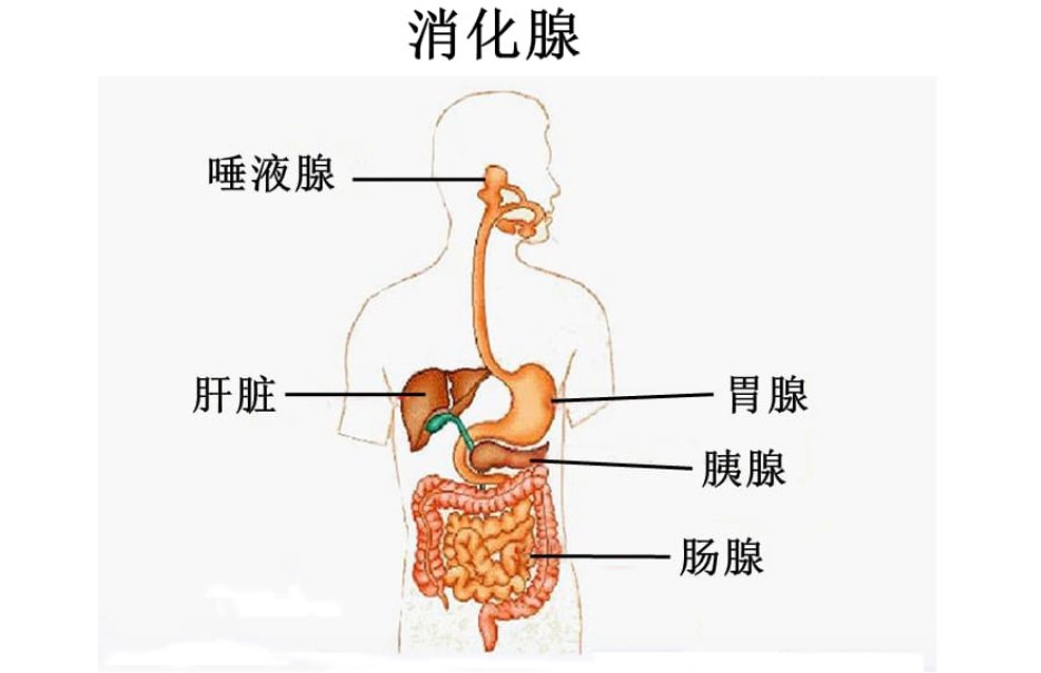 腺的意思是什么