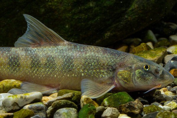 鮀的意思和读音