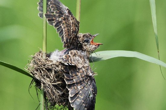 杜鹃鸟吃什么，杜鹃鸟的食物是各类虫子