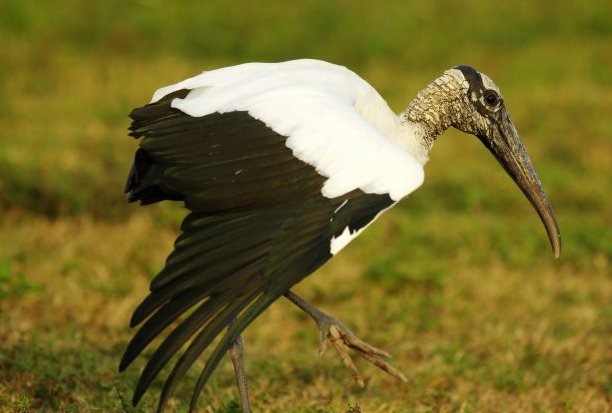 ibis中文是什么鸟