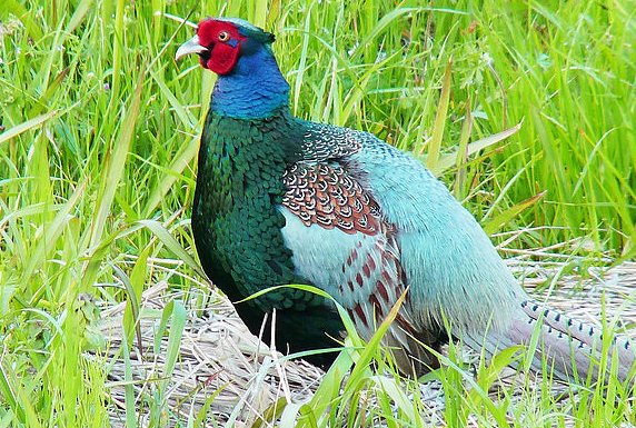 日本国鸟是什么?