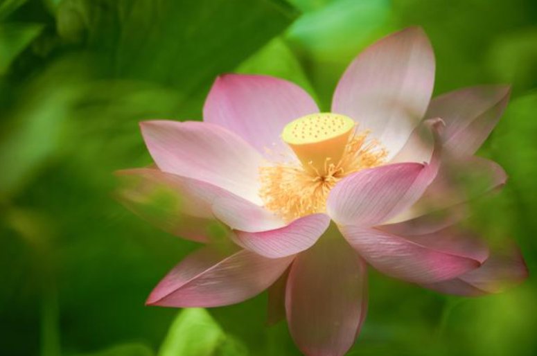 问世是什么意思呀