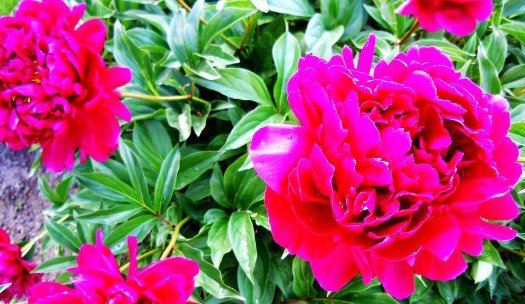 花在什么时候开？