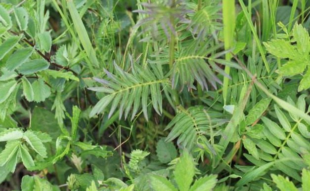 什么是奇数羽状复叶