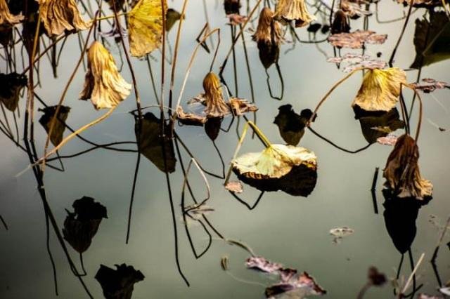 ‘留得残荷听雨声’出自哪里,全诗是什么?