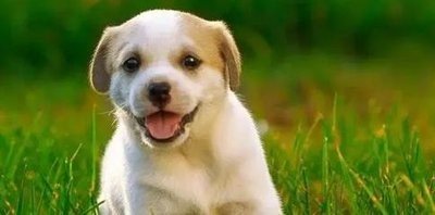 2006年属什么生肖