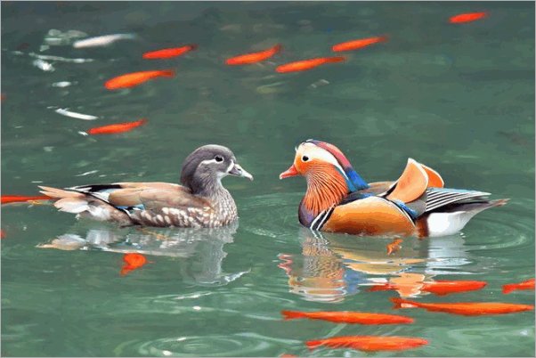鸳鸯戏水是什么意思？