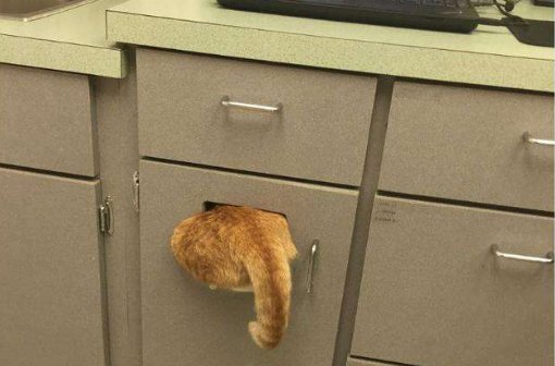 隐蔽和隐藏有什么区别？