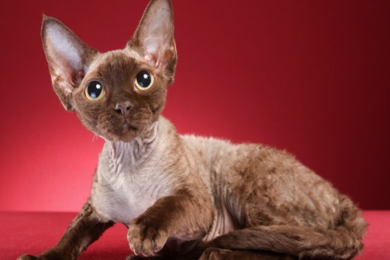 长不大的猫咪品种