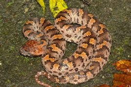 一种蛇的品种，求告知学名