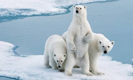 真正可以和东北虎一决高下的动物是什么？