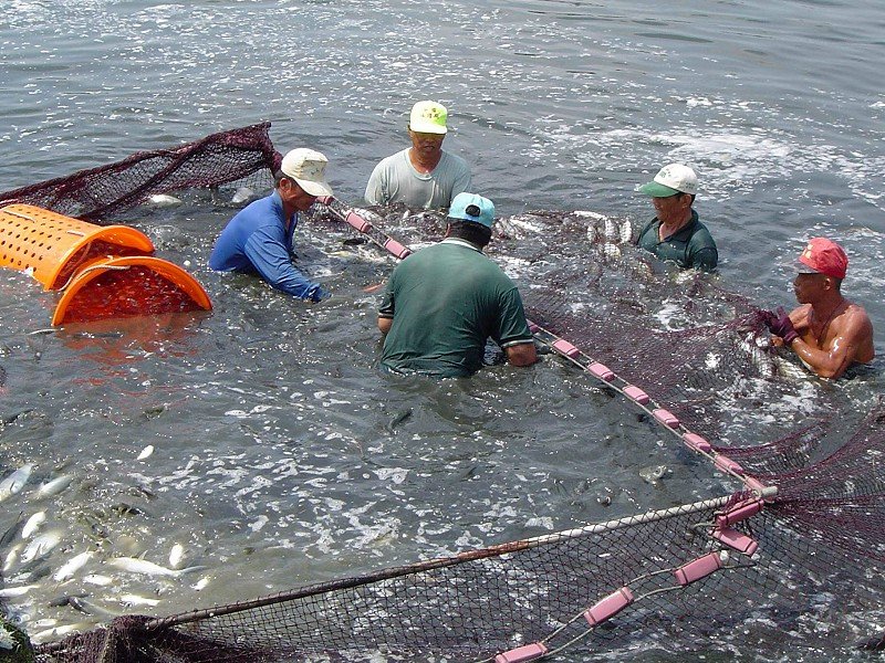 阿爸的虱目鱼的介绍