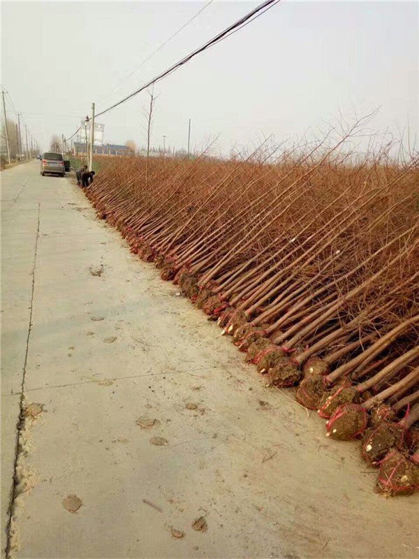 水杉树栽种要点有哪些（简述水杉移栽注意事项）