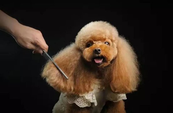 宠物美容师证分几级