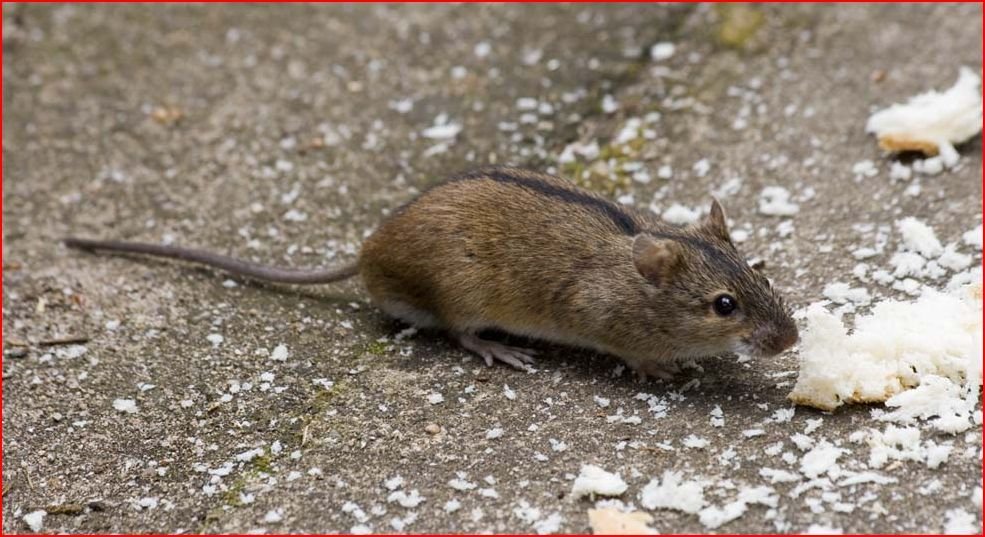 请问一下这个是什么老鼠呢？背上有一条黑线，有没有细菌？