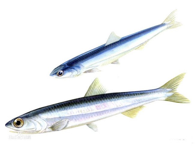 鳀鱼在中国叫什么鱼