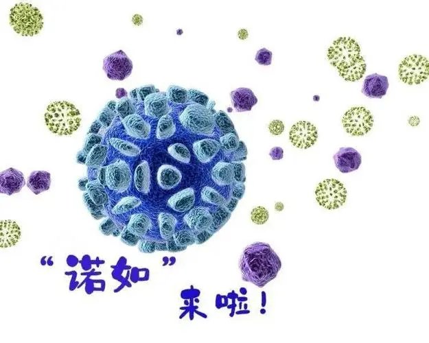 中国农业大学多人感染诺如病毒，这种病毒该如何预防？