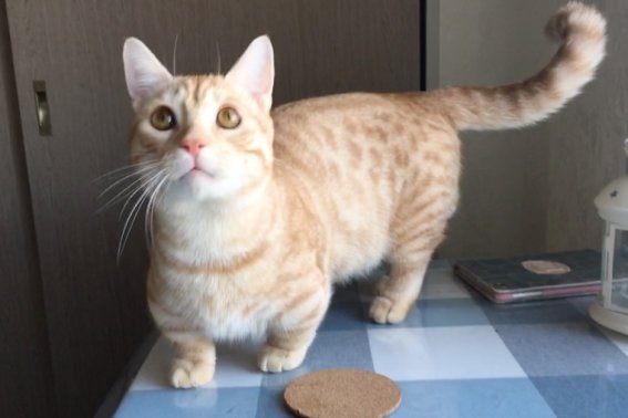 长不大的猫咪品种