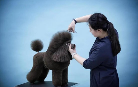 宠物美容师证分几级