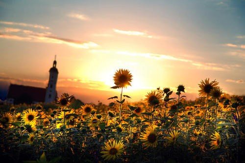 阳光有哪些比喻句呢？