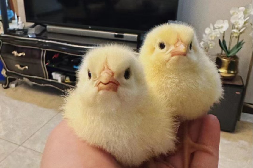 小鸡的外貌描写