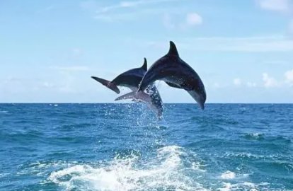 海豚人是什么意思？