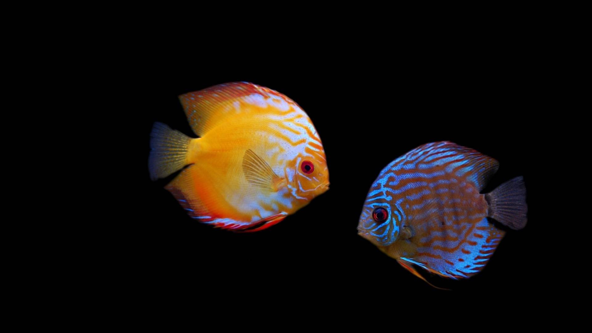 很多小伙伴被七彩神仙鱼的颜值吸引，那么，谁知道七彩神仙鱼价格怎么样呢？