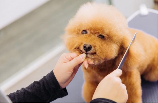 宠物美容师证分几级