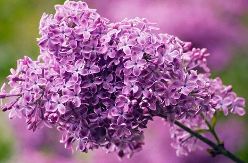 霜树尽空枝,肠断丁香结是什么意思