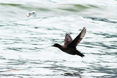 黑海番鸭的形态特征
