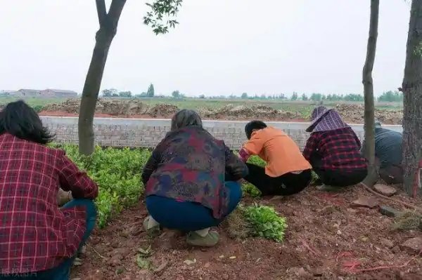 石家庄一对老人偷菜被发现，到底是生活所迫还是爱占小便宜？