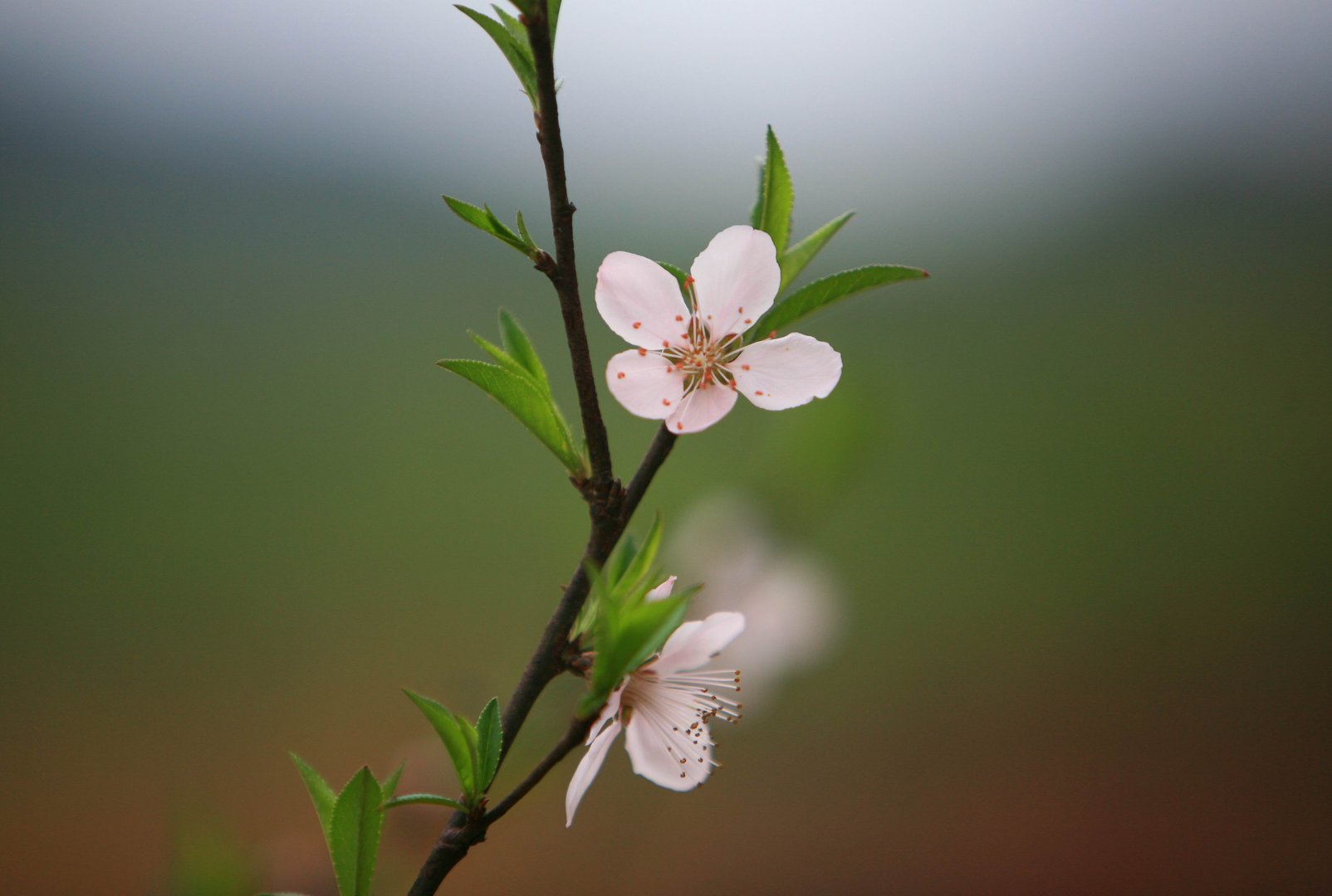 花蕊随风飘的作品简介