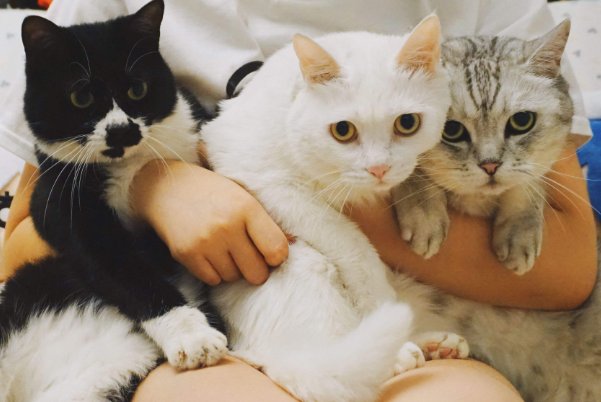 奶牛猫为什么是神经猫啊?