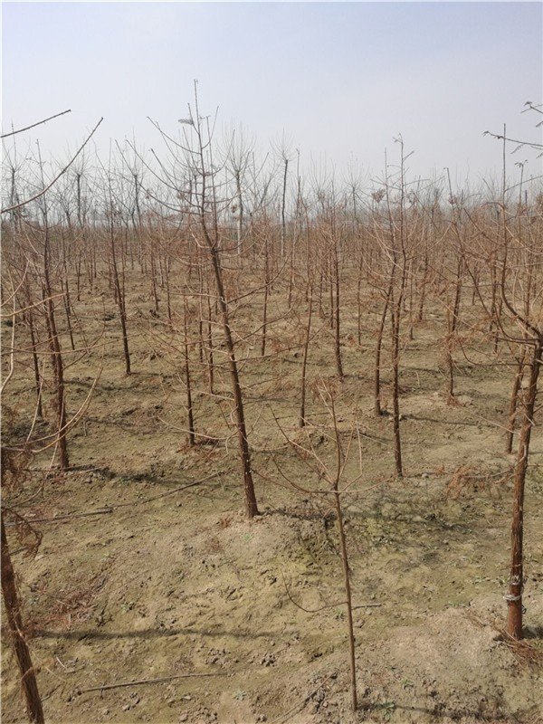 水杉树栽种要点有哪些（简述水杉移栽注意事项）