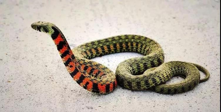 蛇类交配的方式是什么？