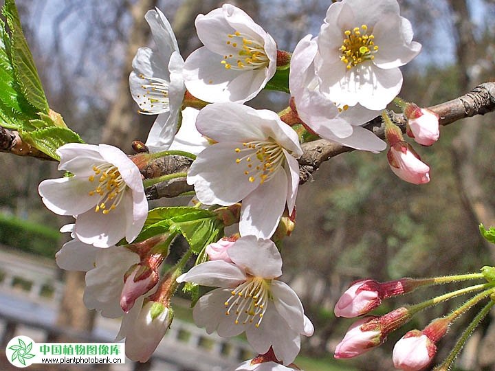 东樱樱花的分类