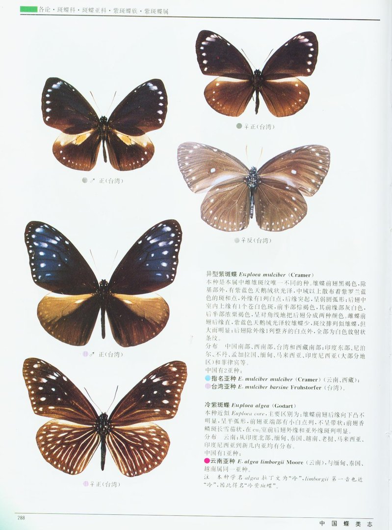 斑蝶科的基本简介