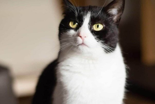 奶牛猫为什么是神经猫啊？