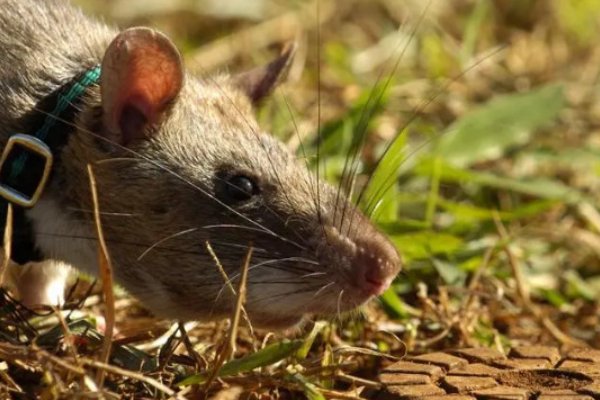全世界最大的老鼠