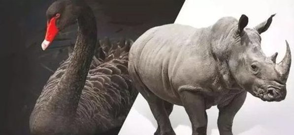 灰犀牛和黑天鹅是什么意思？