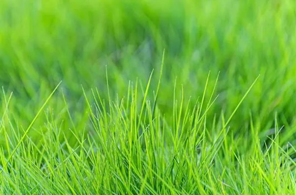 嫩草的意思？？