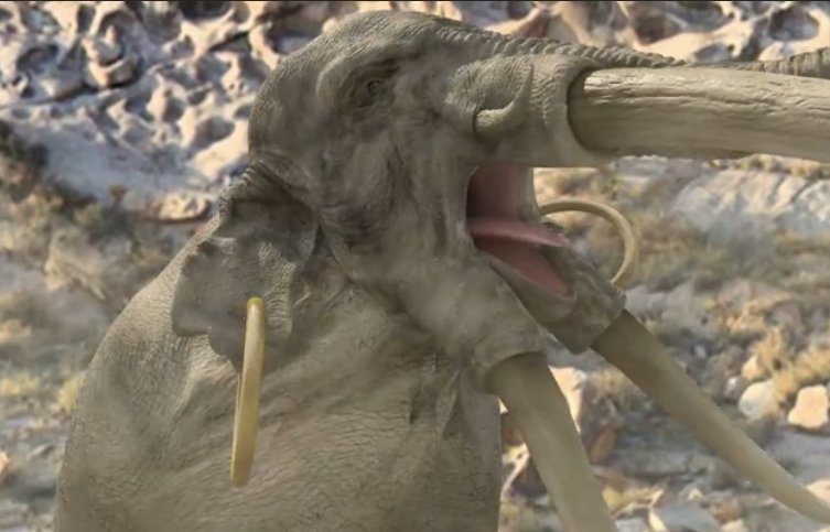 黄牙老象的介绍