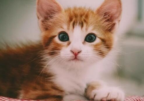 puss的中文意思？